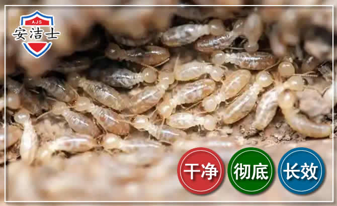 江山白蚁防治