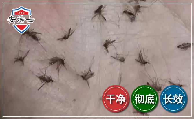 江山蚊子防治-灭蚊
