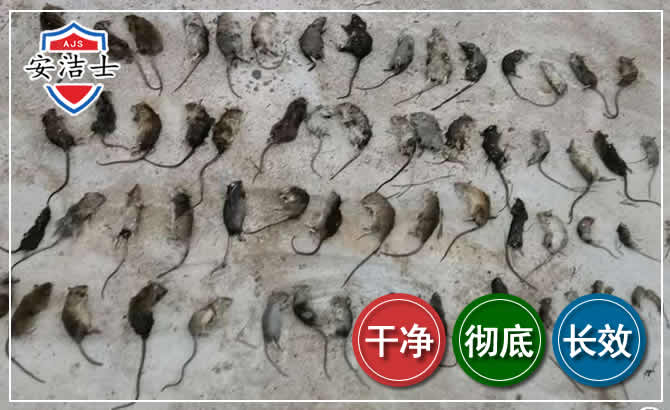 江山鼠害防治-灭鼠