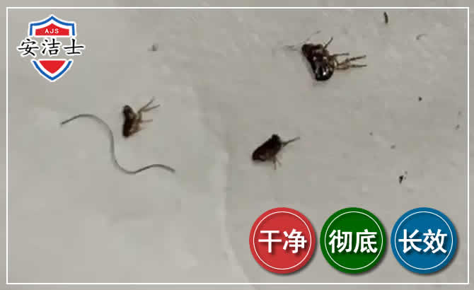 江山跳蚤防治-灭跳蚤