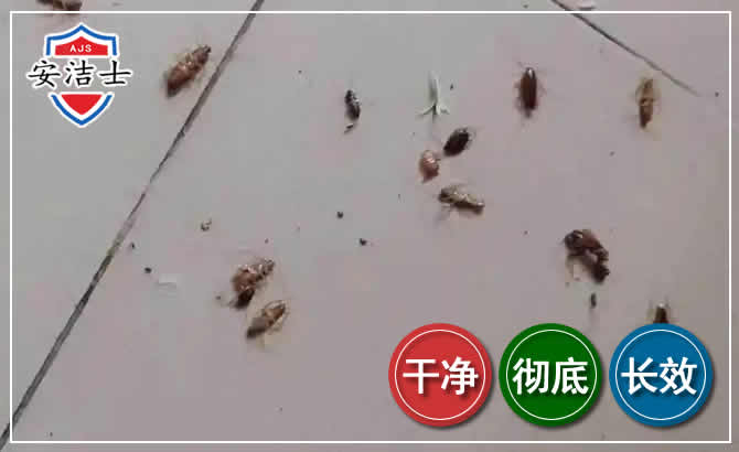 江山蟑螂防治-灭蟑螂
