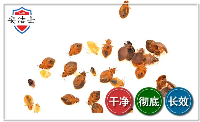 江山臭虫防治-消灭臭虫
